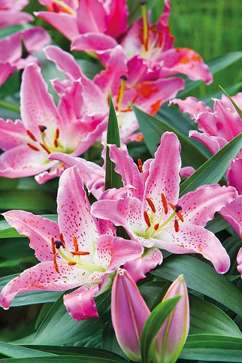Lilium Oriental 'Entertainer'